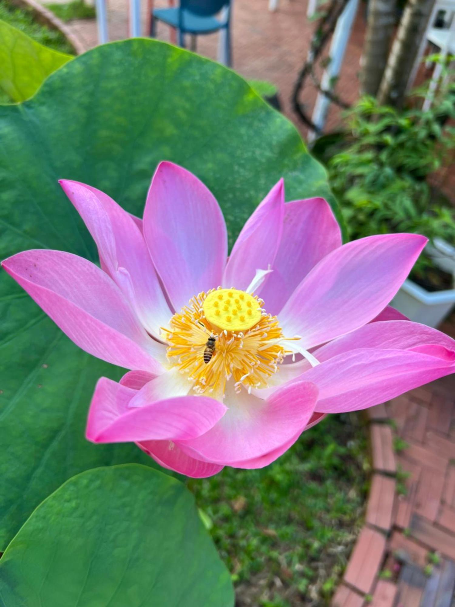 热带花园家庭旅馆 富国 外观 照片