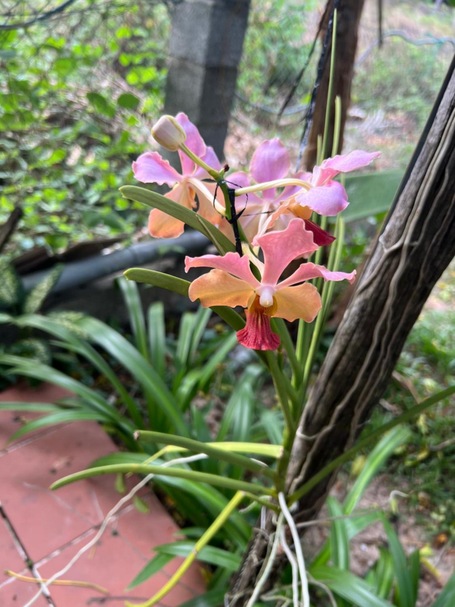 热带花园家庭旅馆 富国 外观 照片